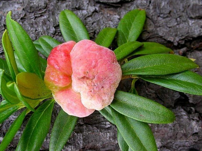 Rhododendron ferruginuem / Rododendro rosso
